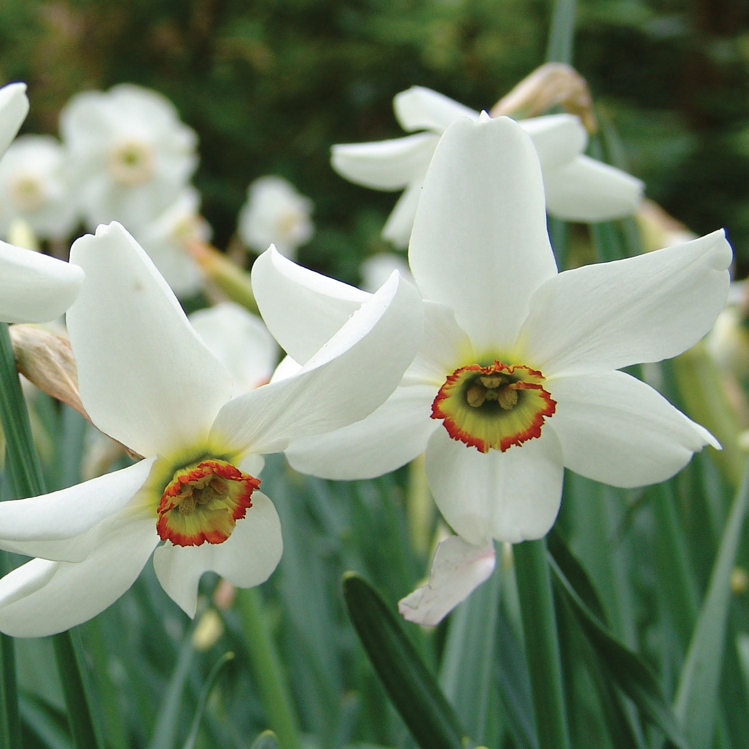 Pheasant's Eye Daffodil Bulbs