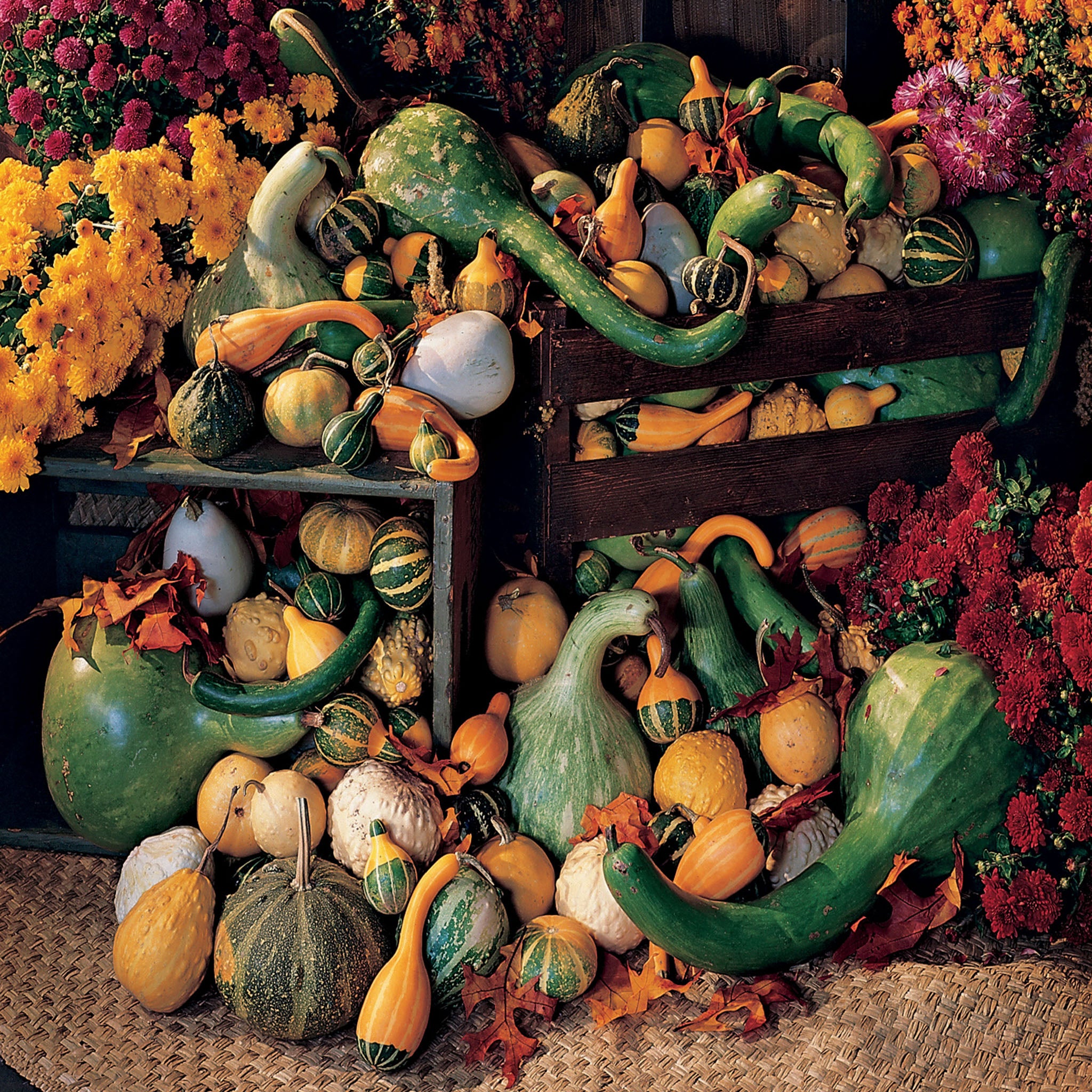 Ornamental Big Gourds Mix Gourd