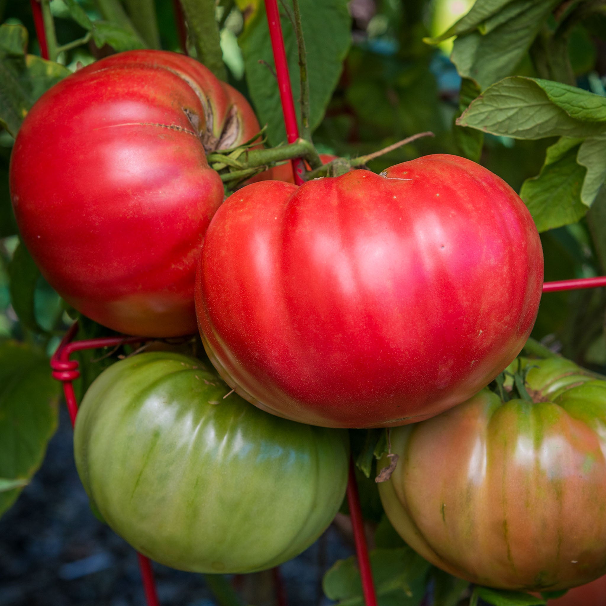 Chefs Choice Pink Tomato