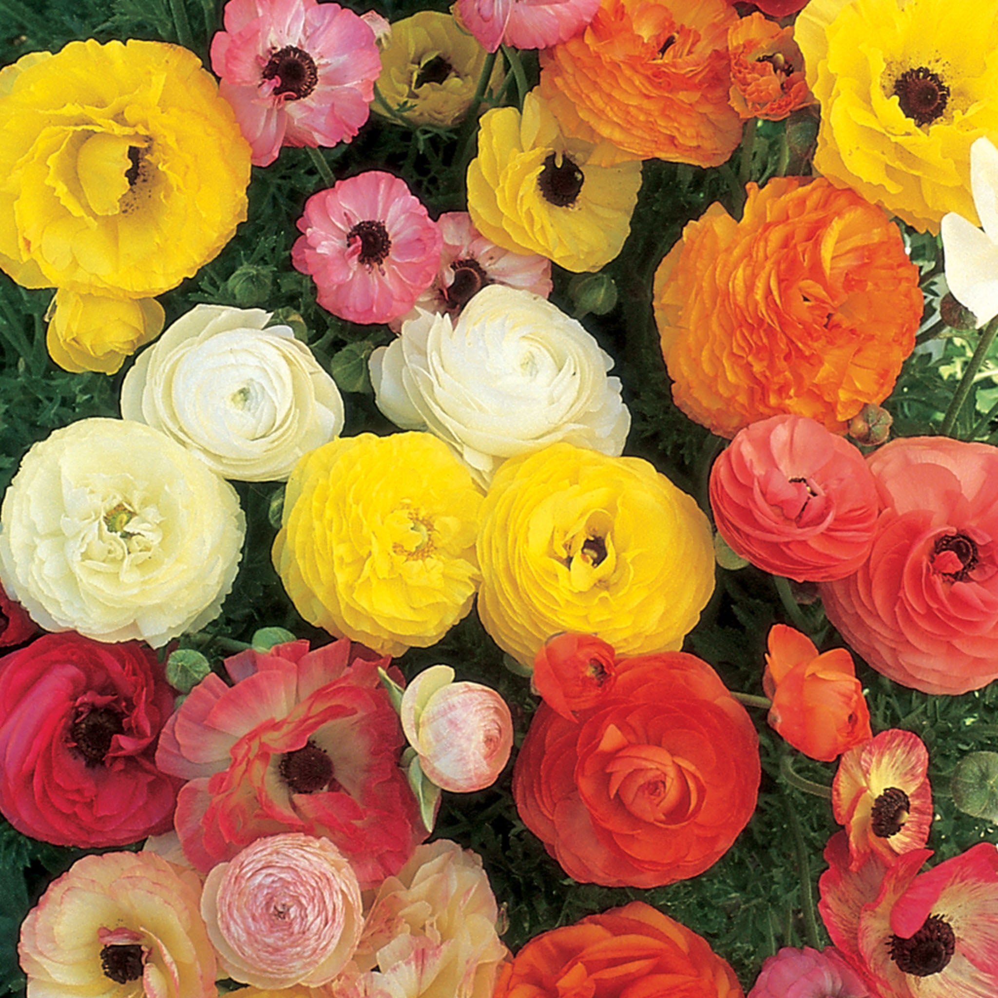 Ranunculus Asiaticus Mix Bulbs
