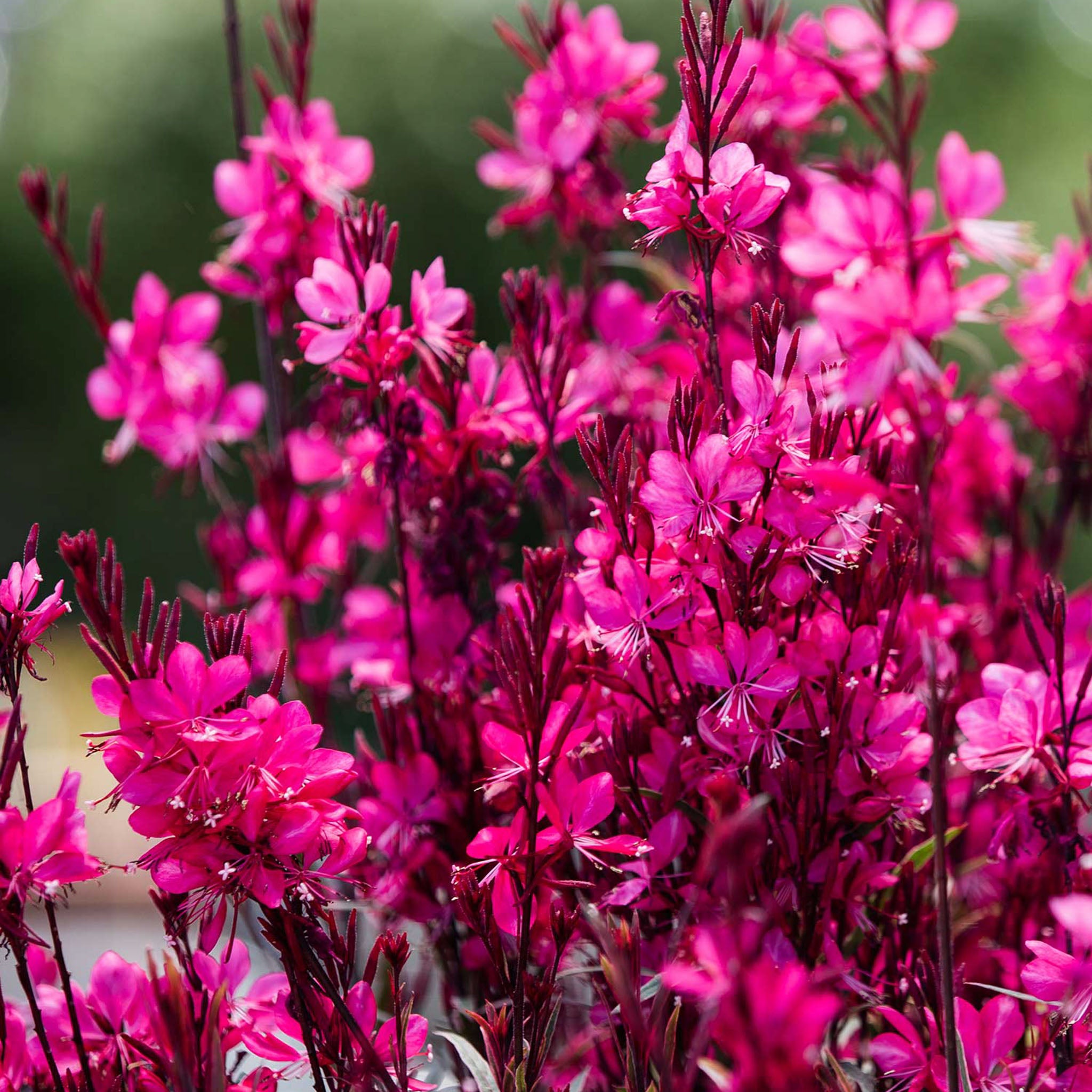 Gambit Gaura