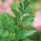 Culinary Herb Windowsill Herb Kit