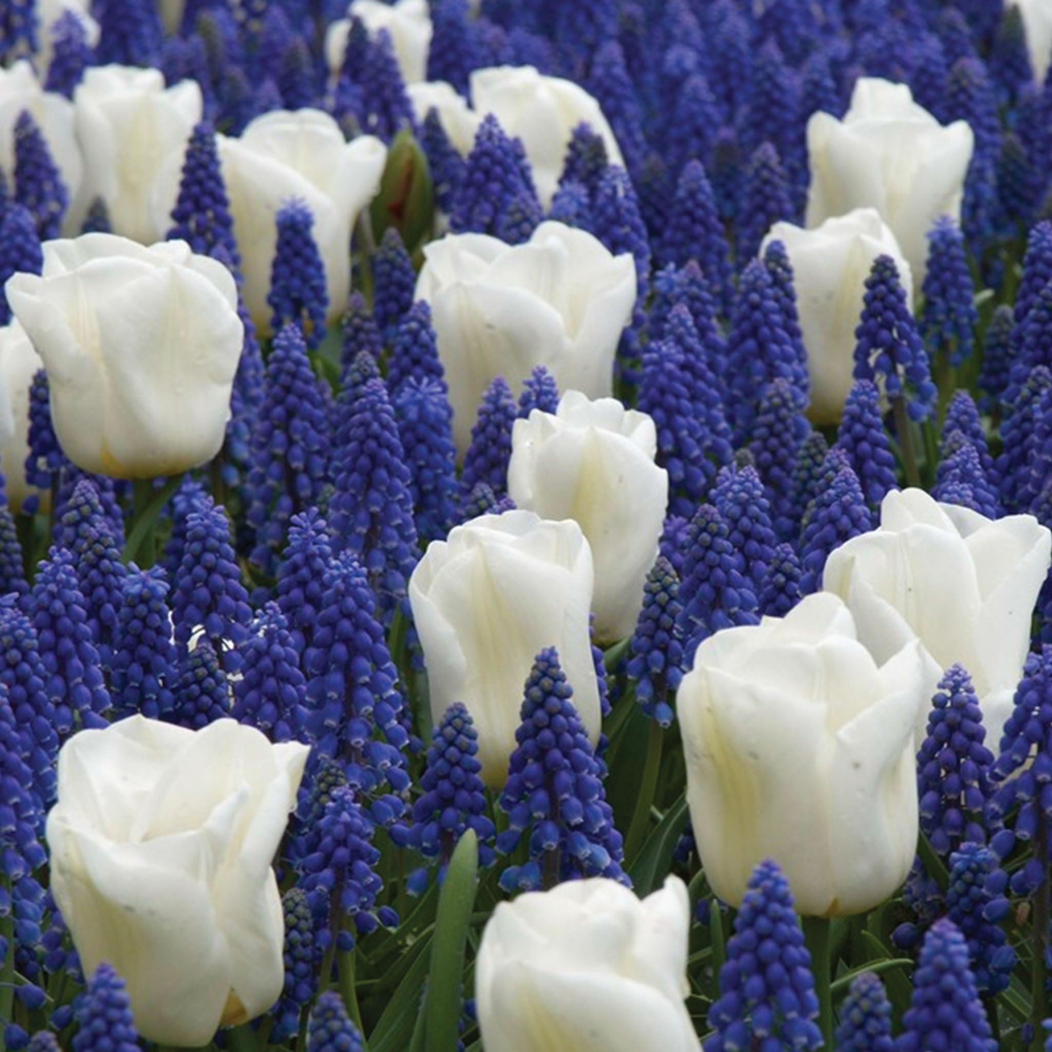 Cool Blues Bulb Mix Bulbs