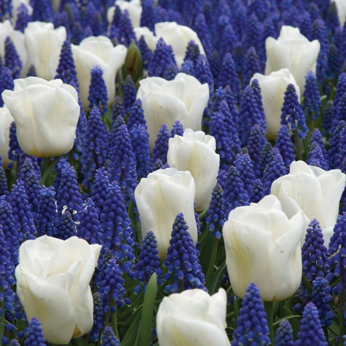 Cool Blues Bulb Mix Bulbs