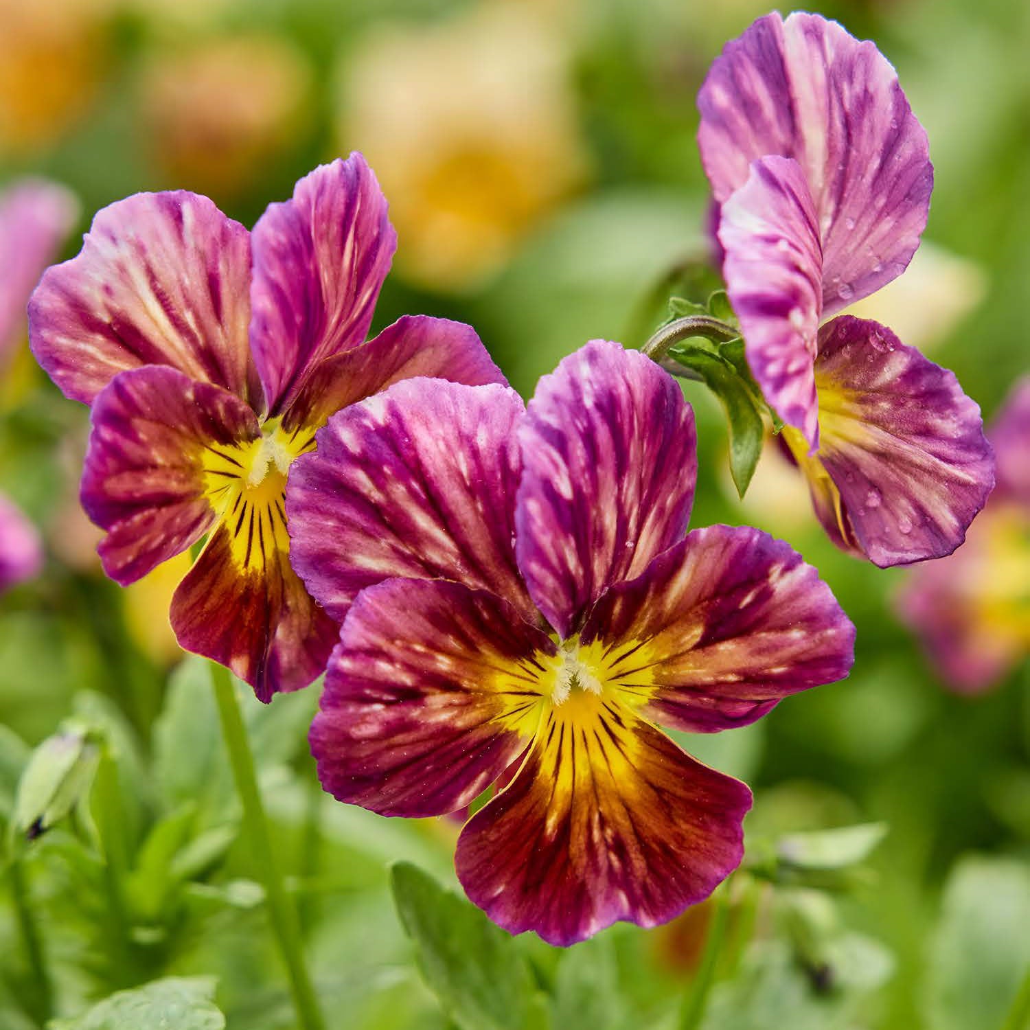 Brush Strokes Viola
