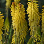 Glowstick Kniphofia