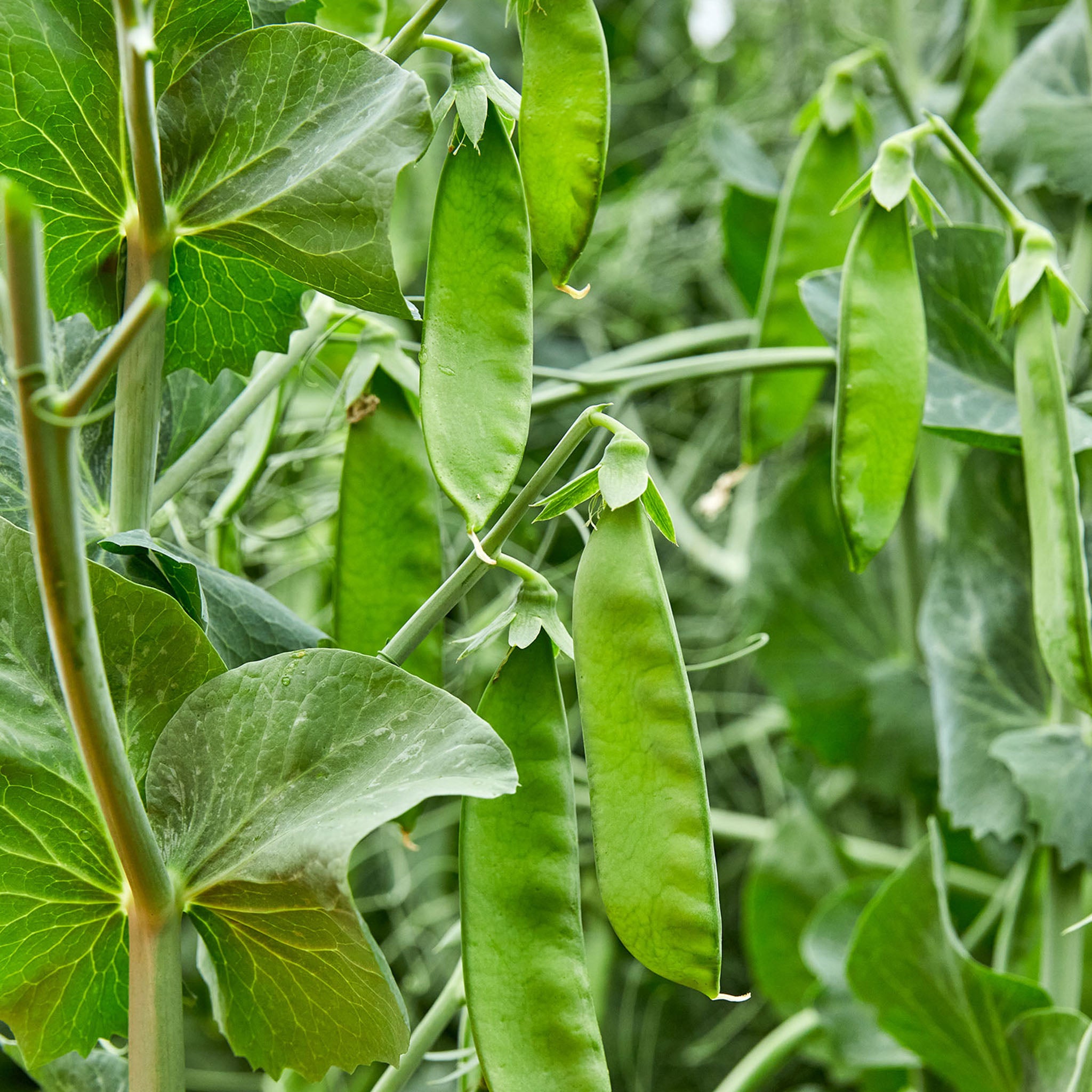 Snow Max Pea
