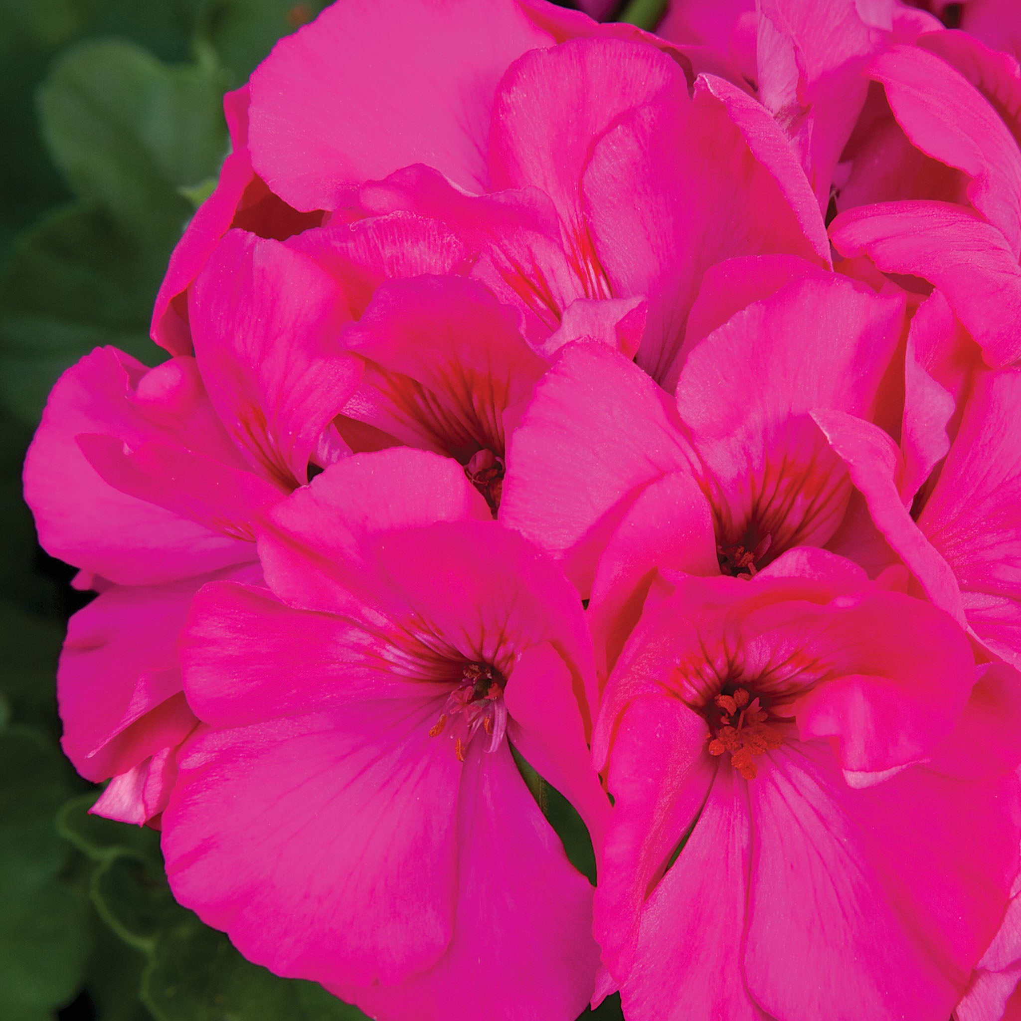 Calliope Lavender Rose Geranium