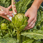 Imperial Star Artichoke
