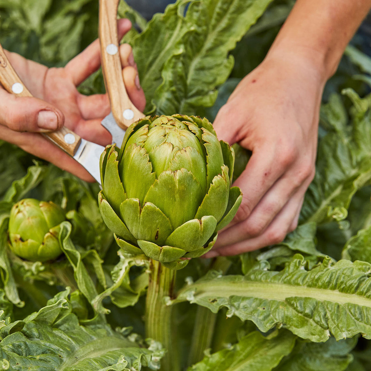 Imperial Star Artichoke