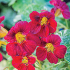 Troika Red Nasturtium