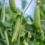 Garden Sweet Pea
