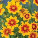 UpTick Gold & Bronze Coreopsis
