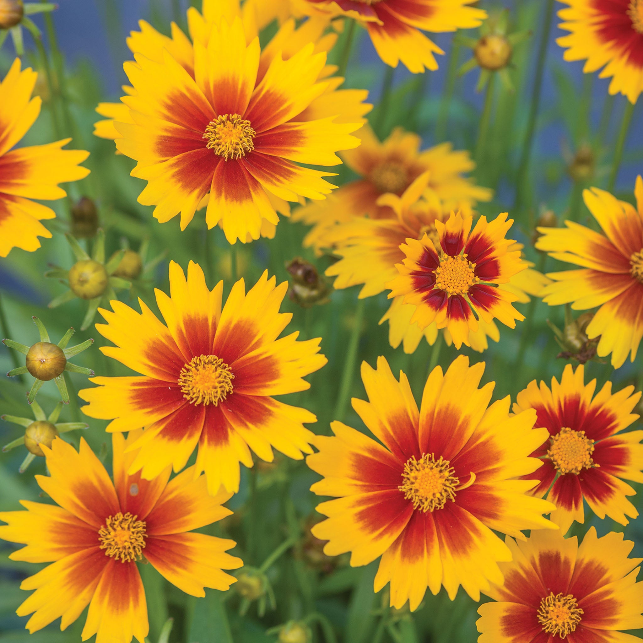 UpTick Gold & Bronze Coreopsis
