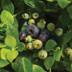 Southern Bluebelle Blueberry