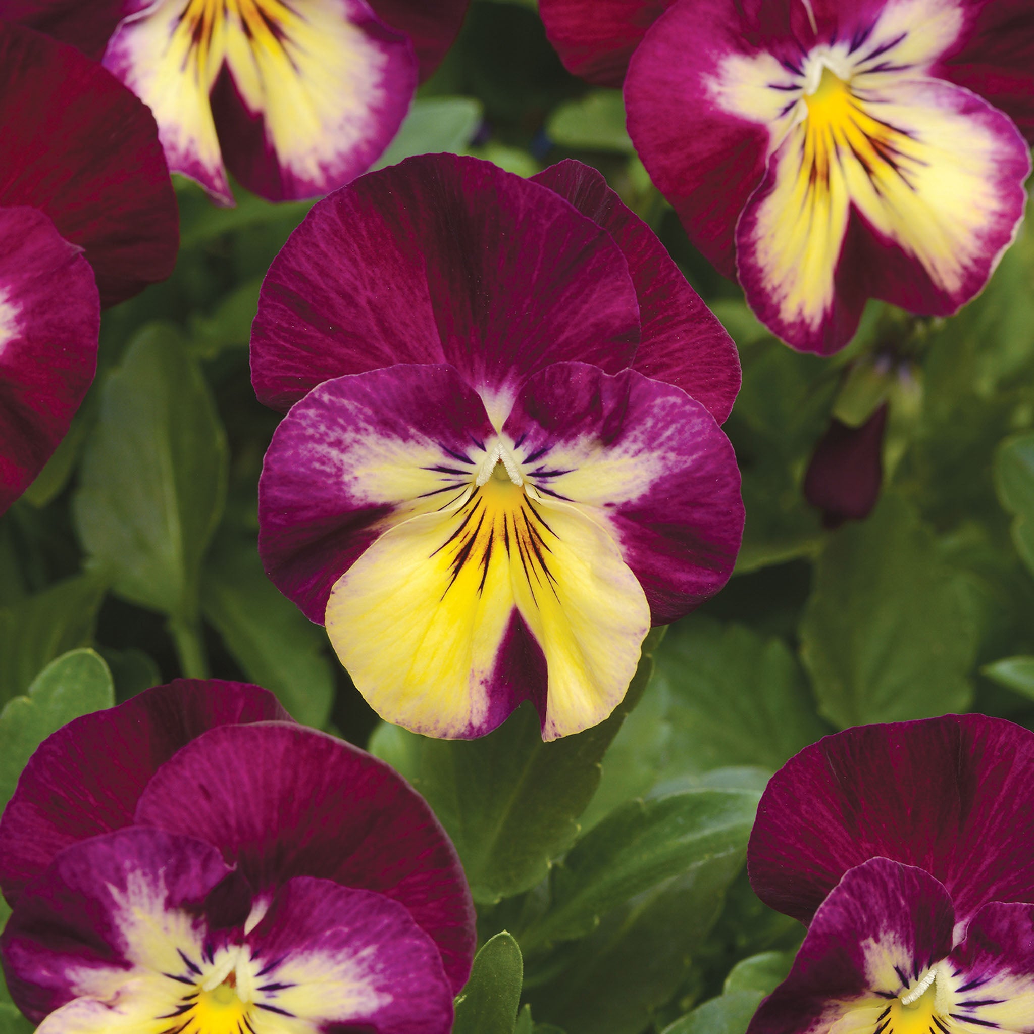 Cool Wave® Raspberry Swirl Pansy