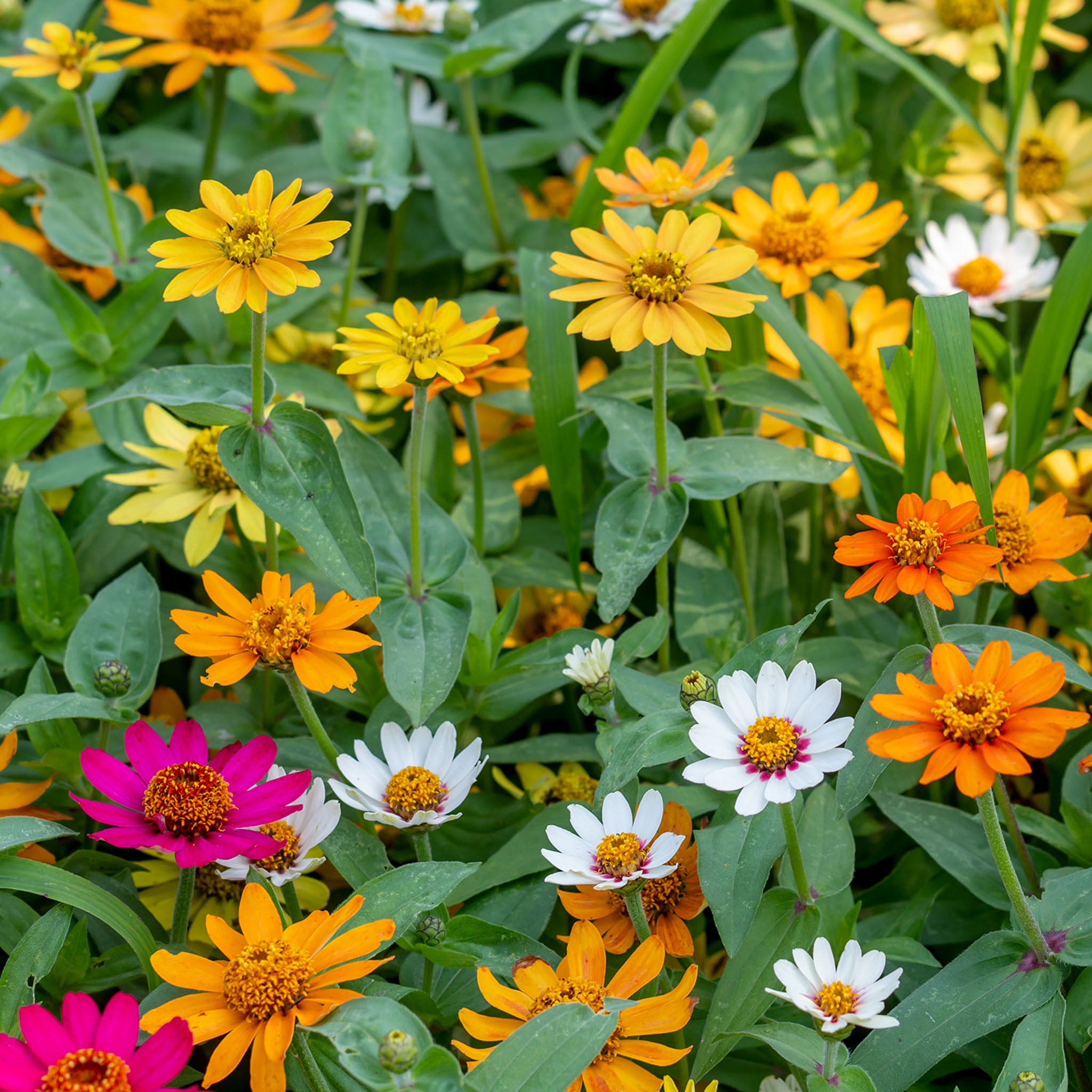Pinwheel Mix Zinnia