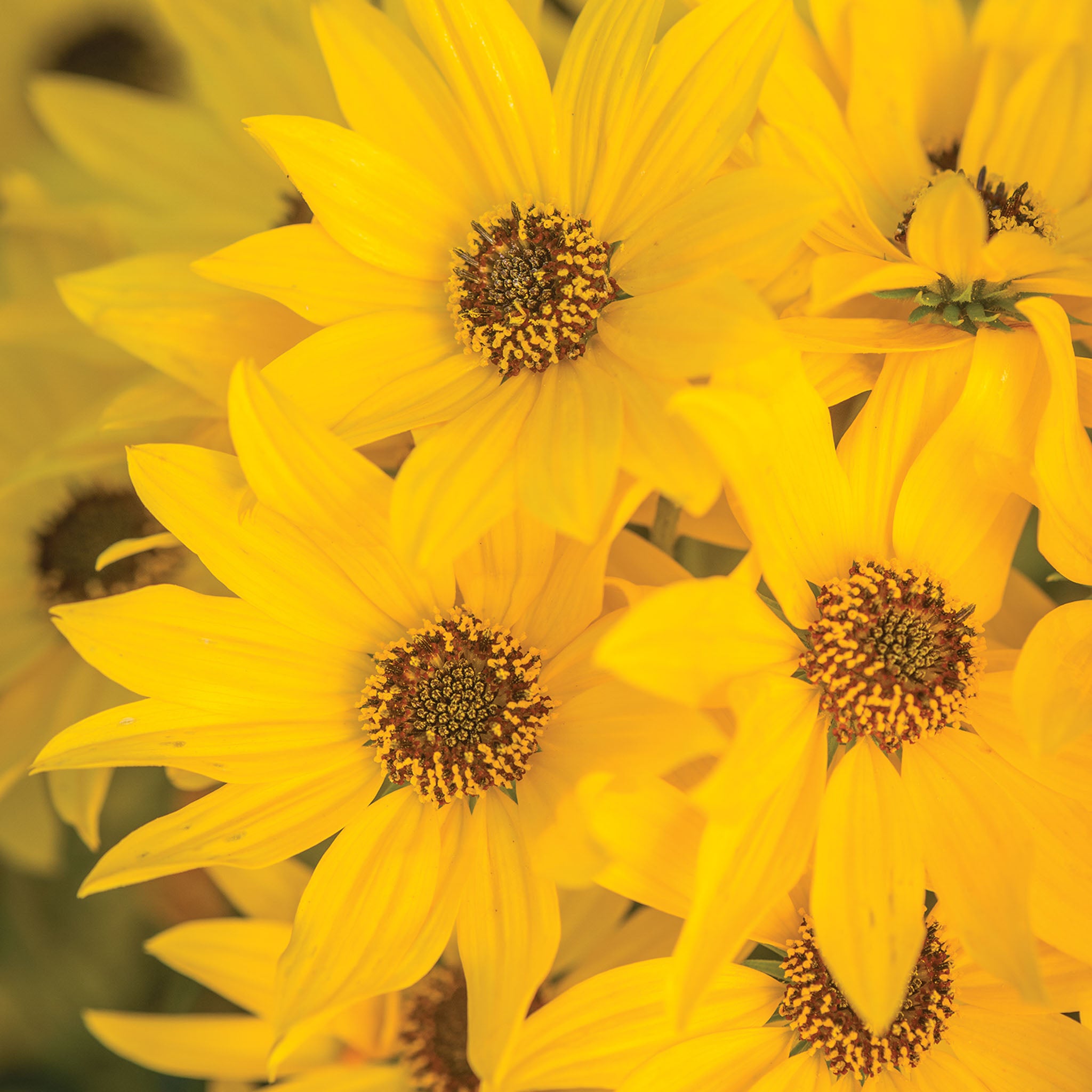 Autumn Gold Helianthus