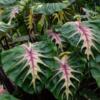 Royal Hawaiian Waikiki Colocasia