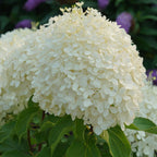 Puffer Fish Hydrangea