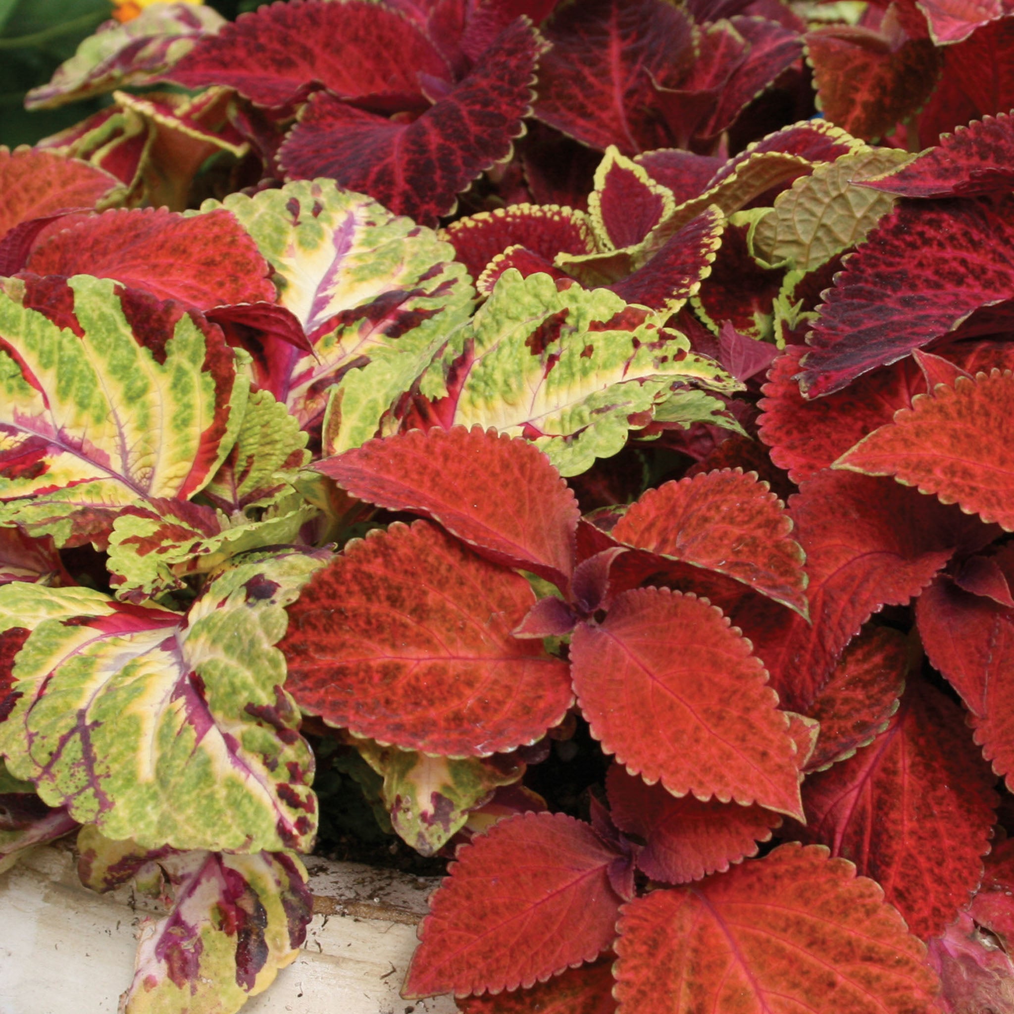 Wizard Mixed Colors Coleus