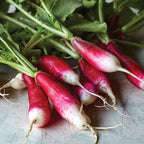 French Breakfast Organic Radish