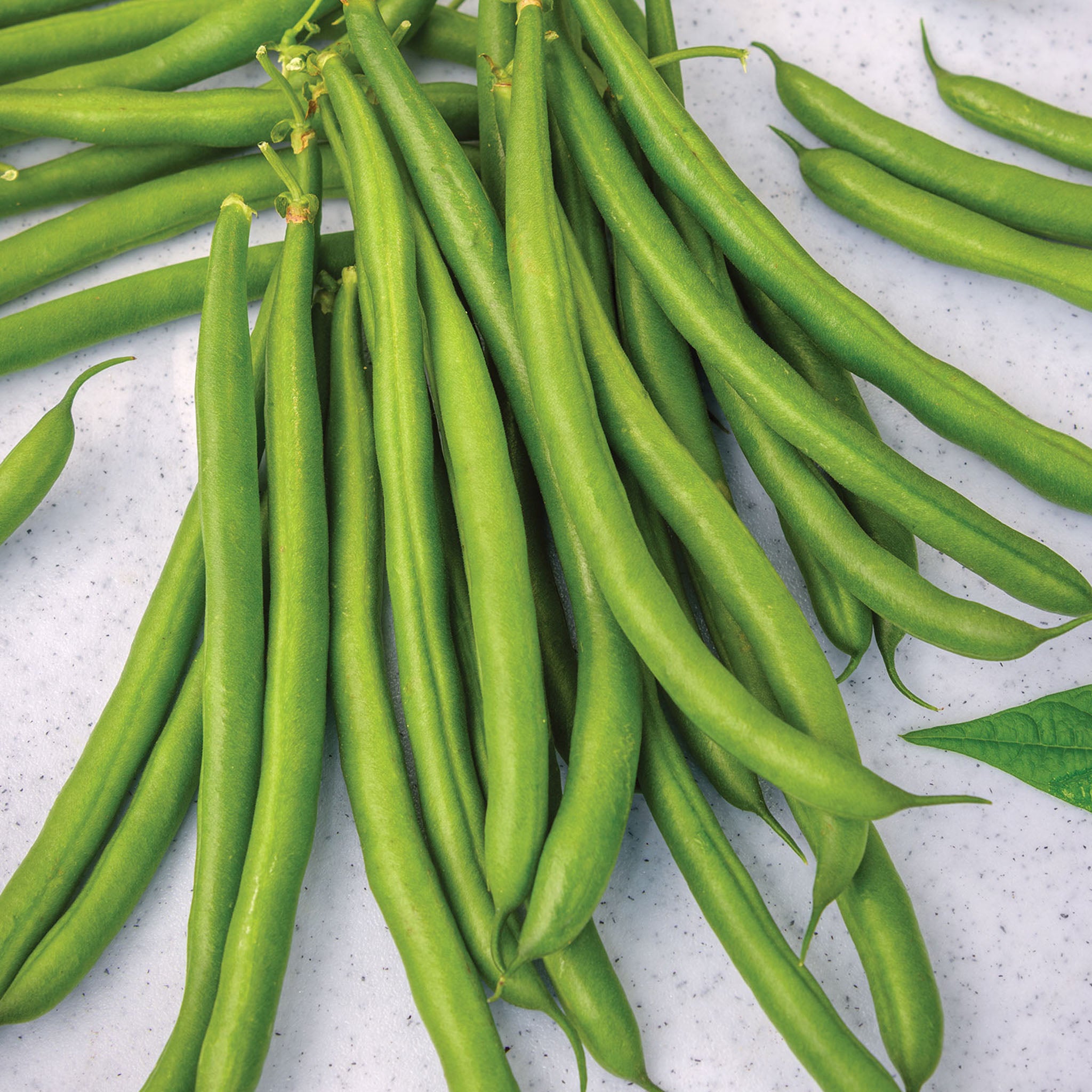 Desperado Bush Bean