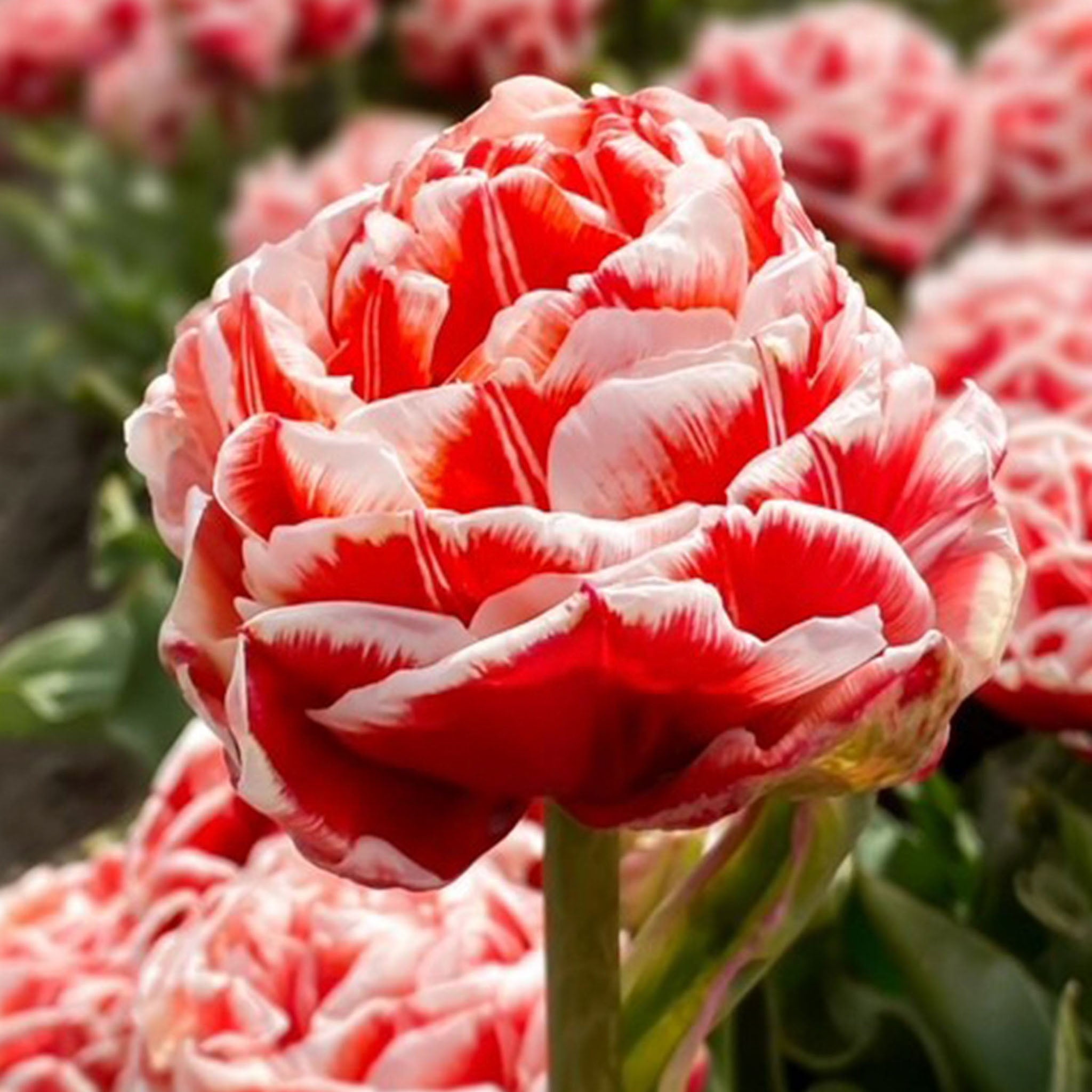Championship Tulip Bulbs