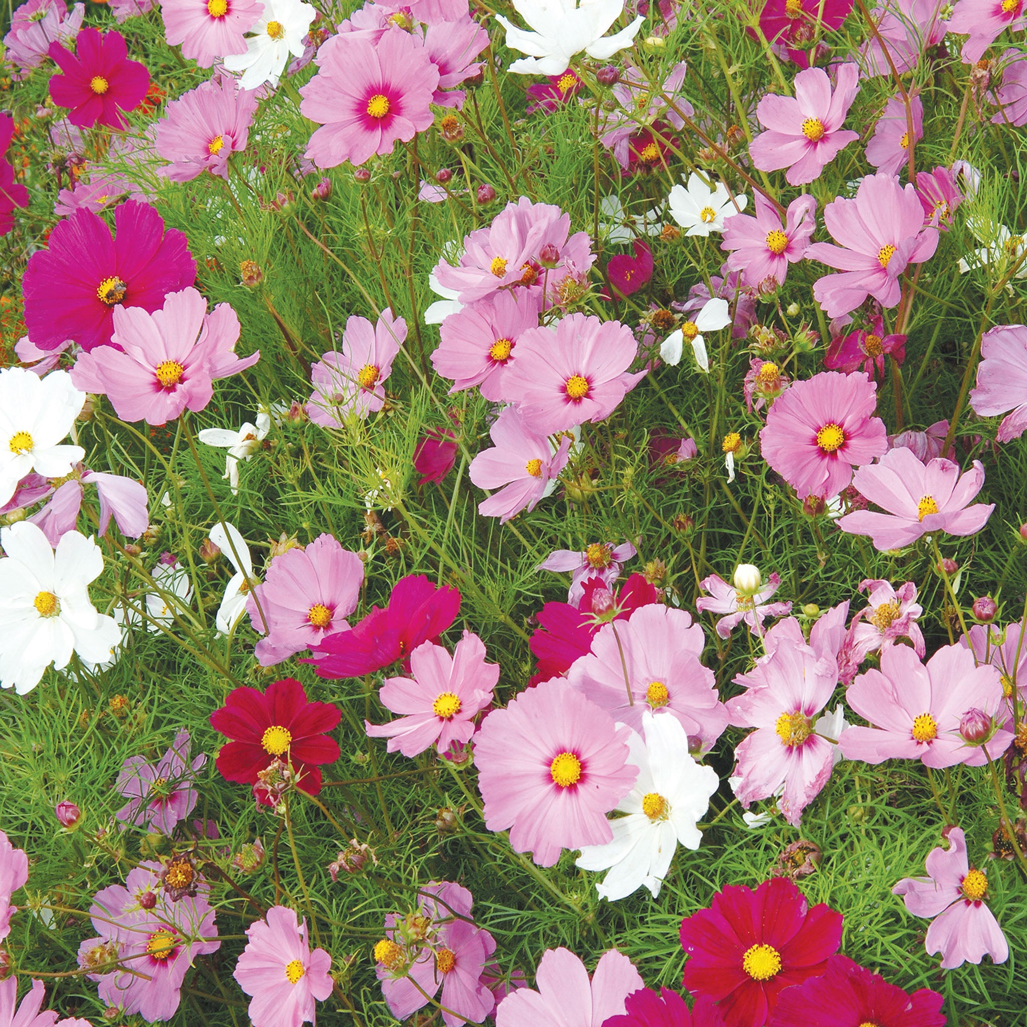 Sensation Mix Cosmos