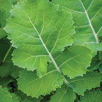 Premier Kale