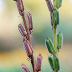 Sesame Herb