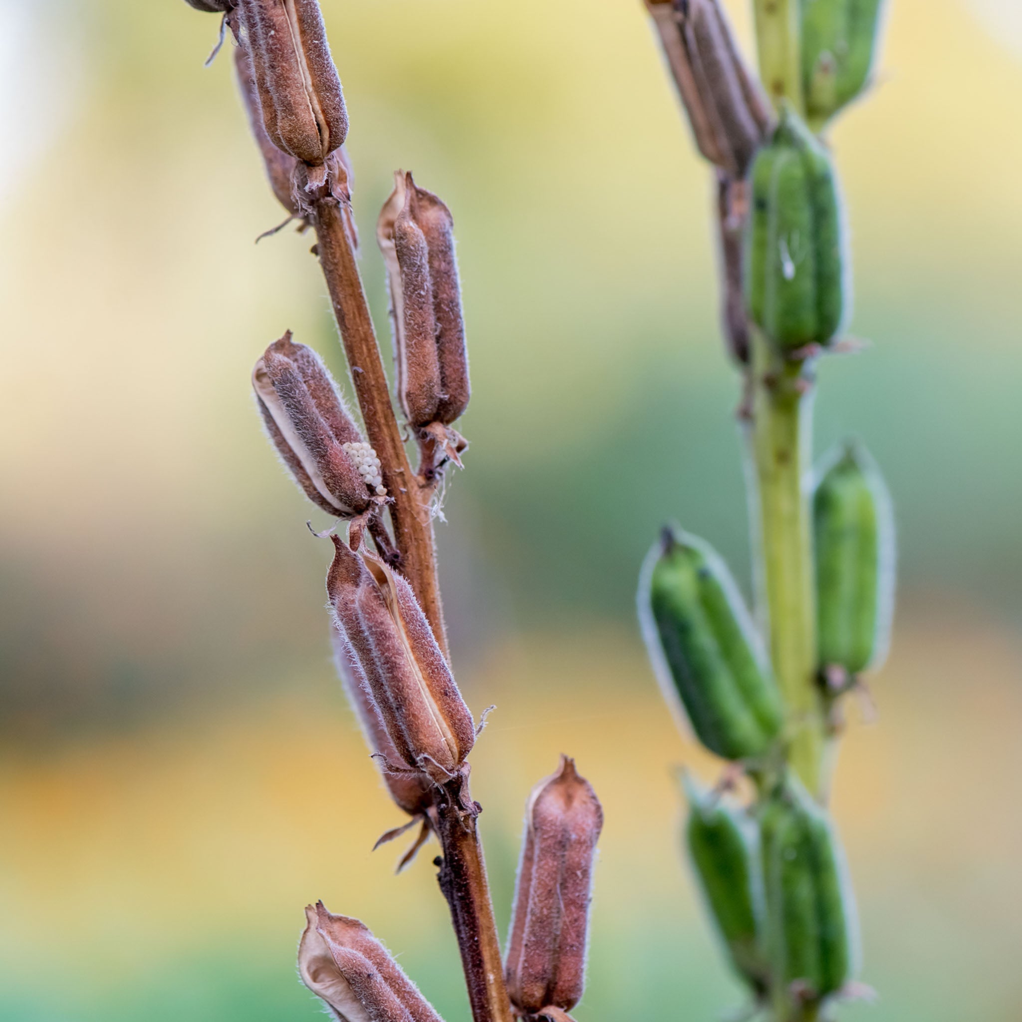 Sesame Herb
