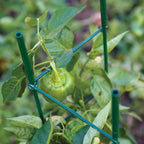 Pro Series Folding Plant Supports