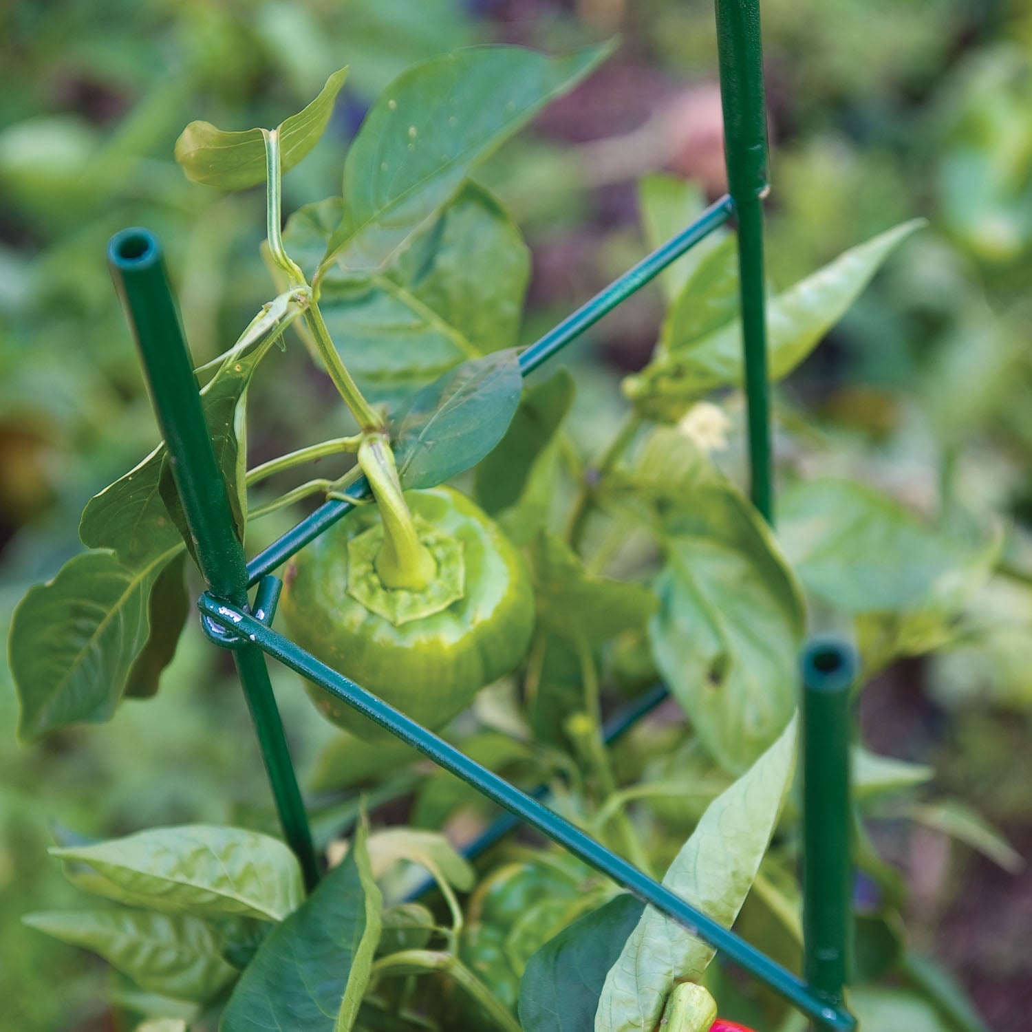 Pro Series Folding Plant Supports