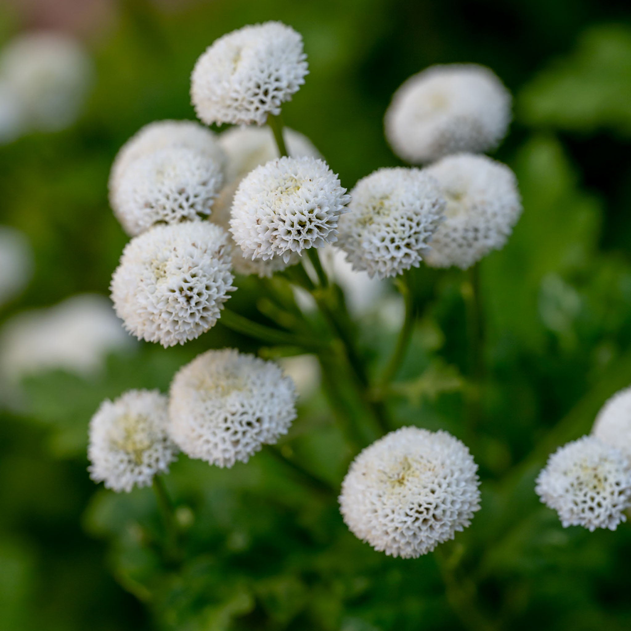 Vegmo Snowball Matricaria