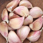 Premium Northern White Garlic Bulbs