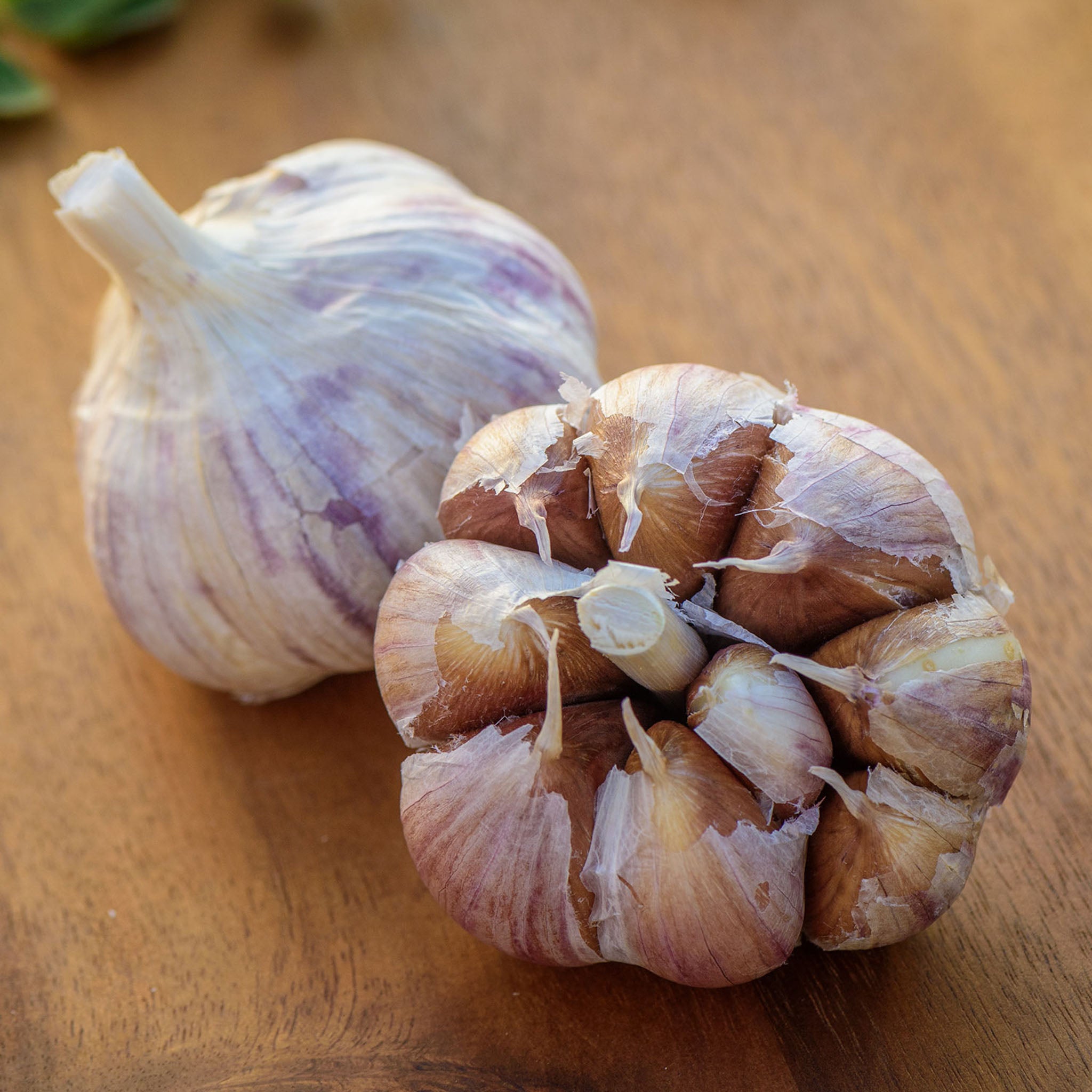 Montana Giant Garlic Bulbs