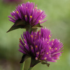 Fireworks Gomphrena