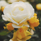 Popcorn Drift Rose Bare Root