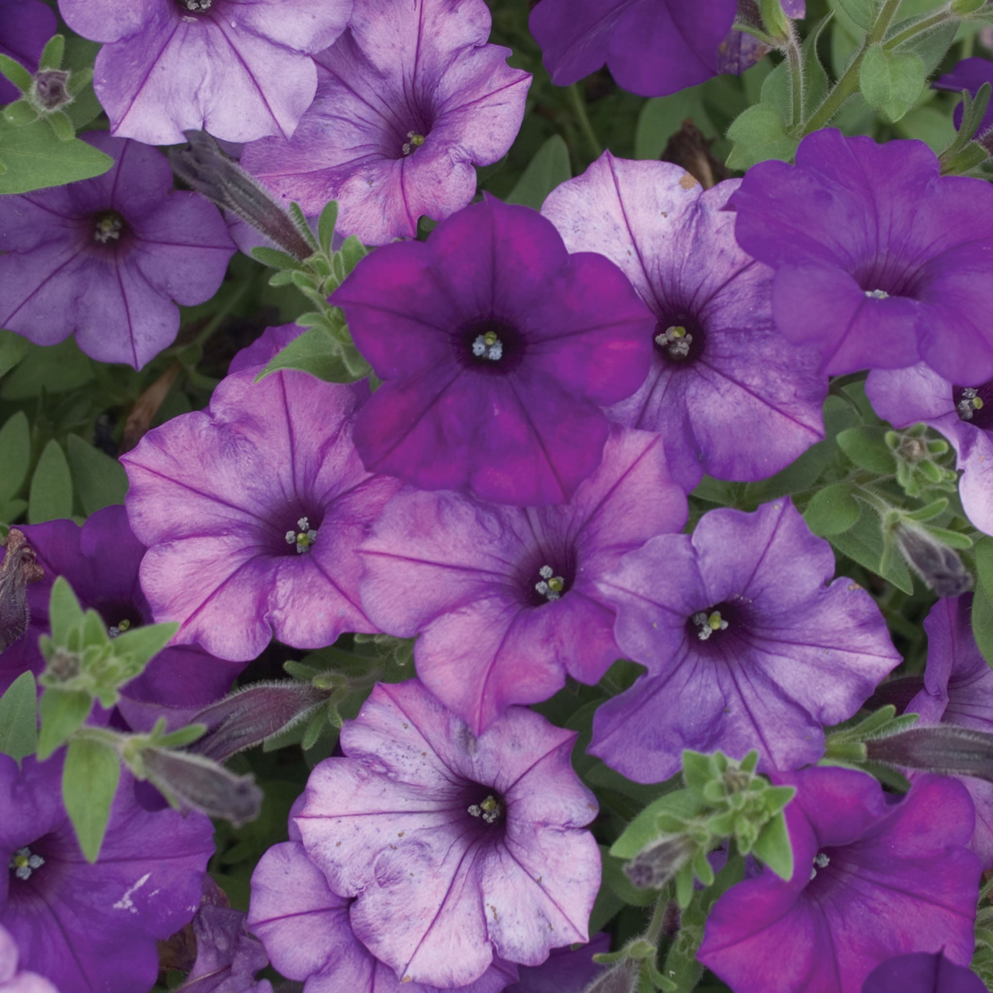 Shock Wave Denim Spreading Petunia