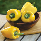 Golden Giant II Sweet Pepper