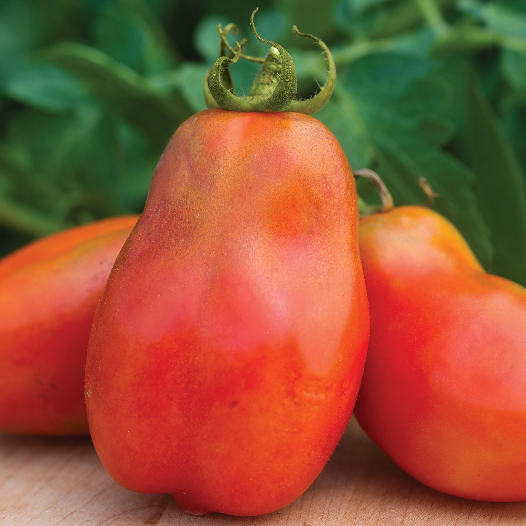 Polish Linguisa Tomato