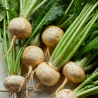 Golden Globe Organic Turnip