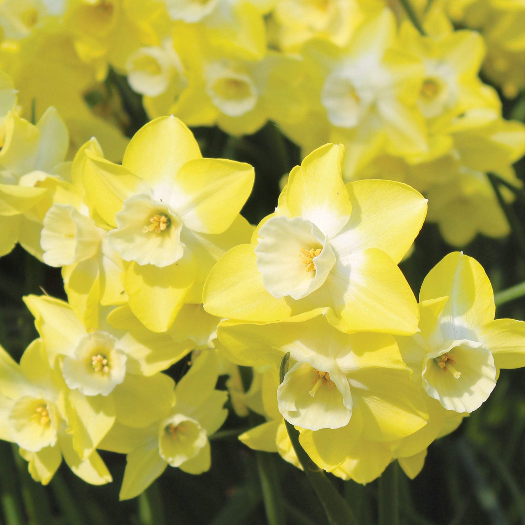 Regeneration Daffodil Bulbs
