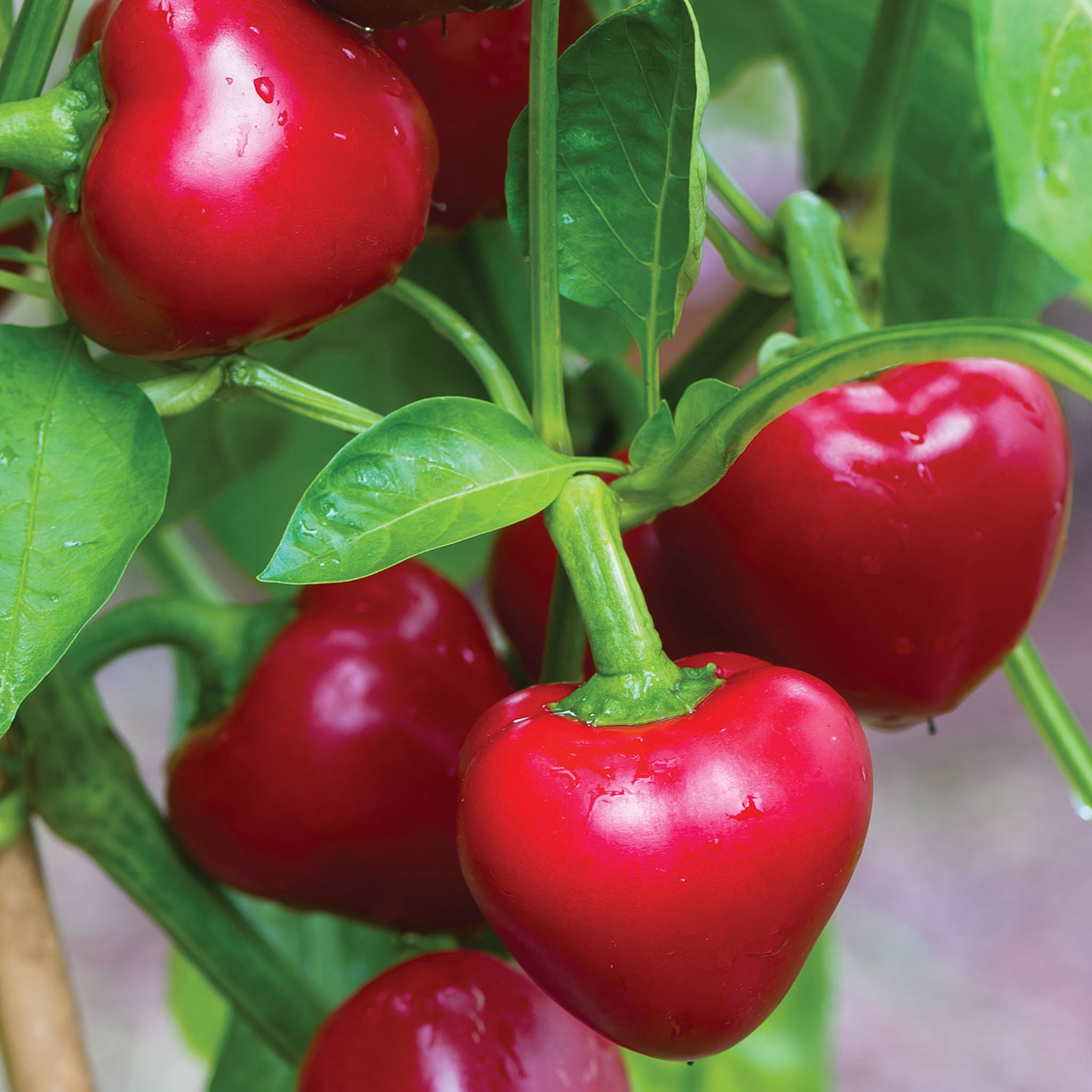 Cherry Stuffer Sweet Pepper