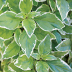 Pesto Perpetuo Basil