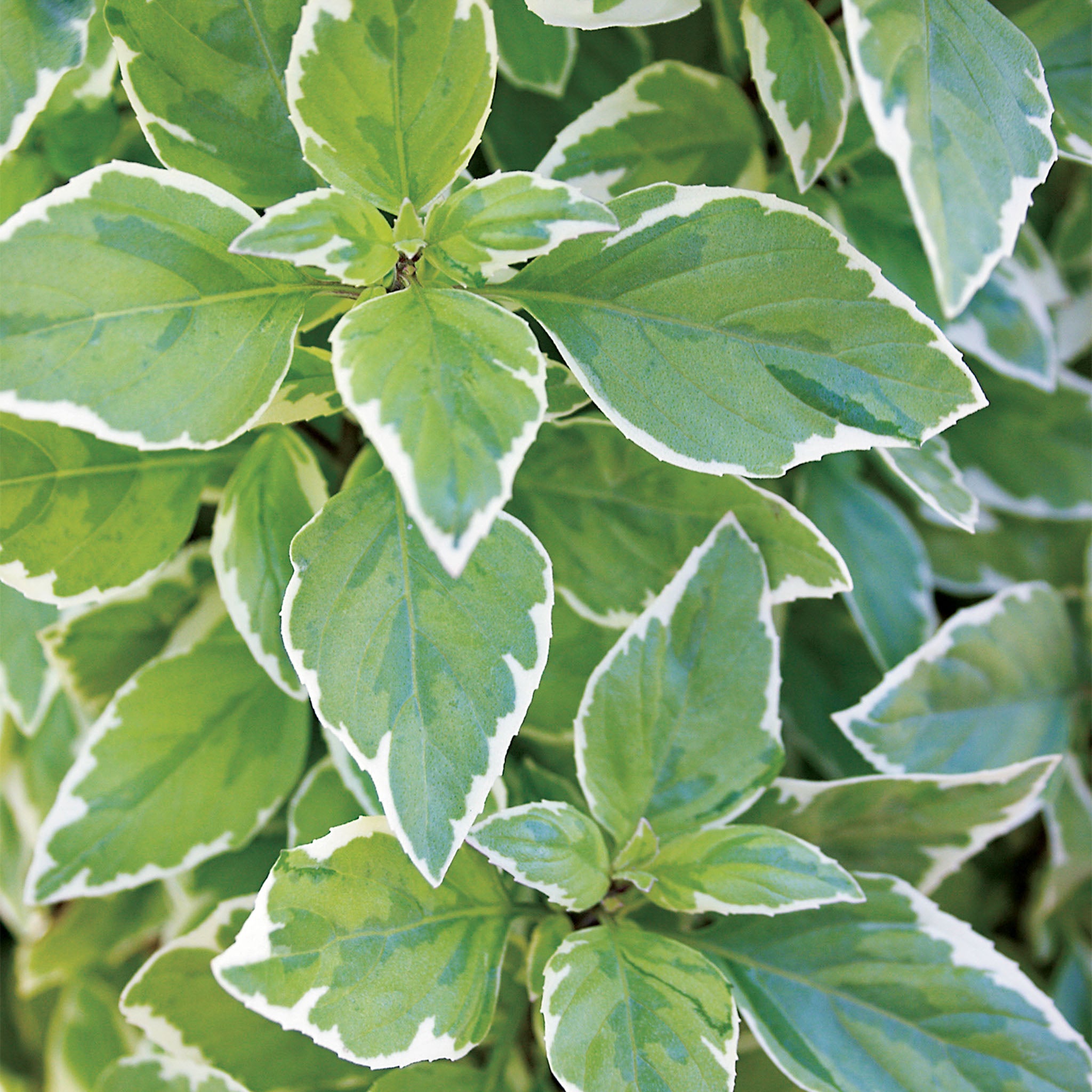 Pesto Perpetuo Basil