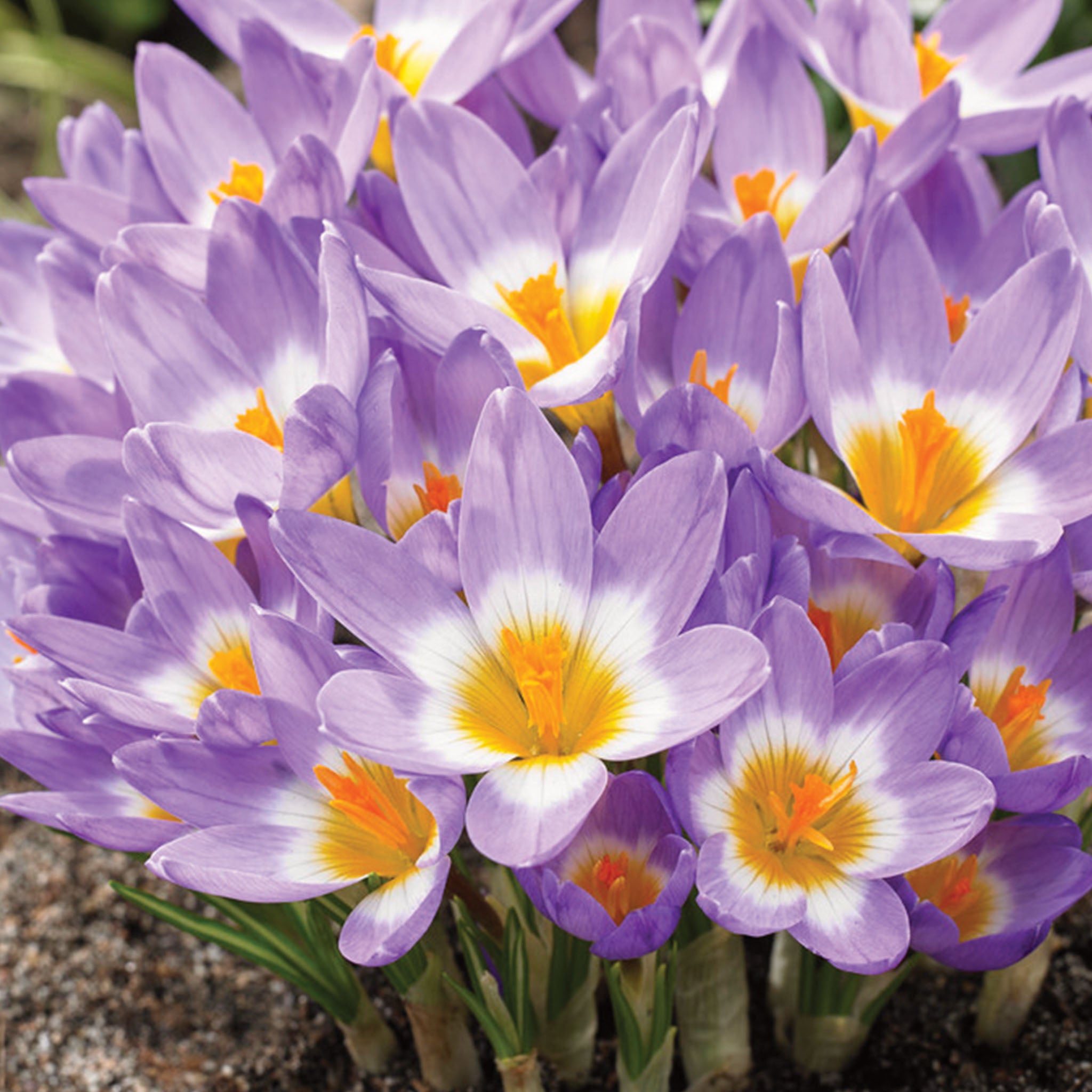 Tricolor Crocus Sieberi Bulbs