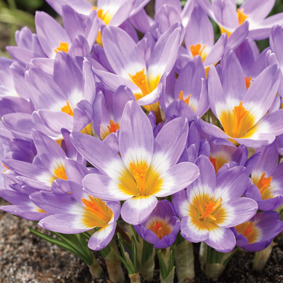 Tricolor Crocus Sieberi Bulbs