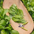 Tendergreen Mustard